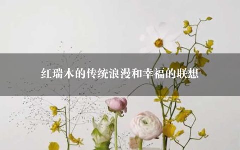 红瑞木的传统浪漫和幸福的联想