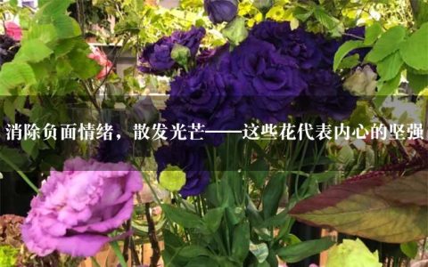 消除负面情绪，散发光芒——这些花代表内心的坚强