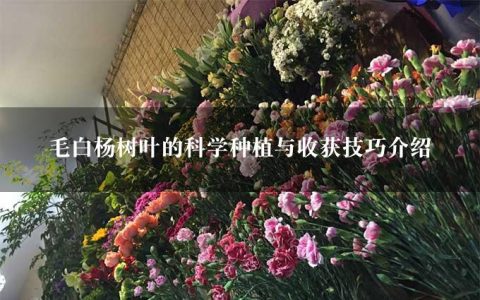 毛白杨树叶的科学种植与收获技巧介绍