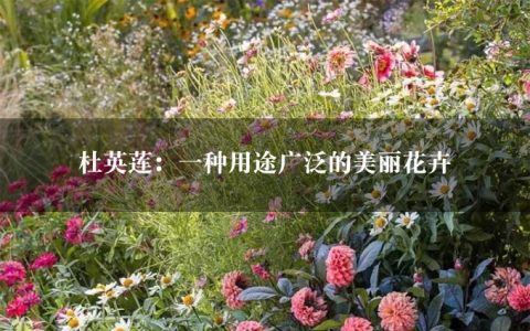 杜英莲：一种用途广泛的美丽花卉