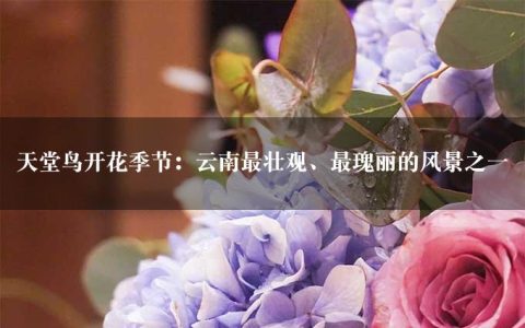 天堂鸟开花季节：云南最壮观、最瑰丽的风景之一