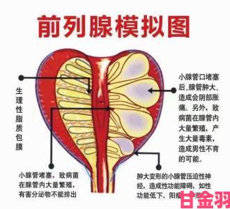 男同做受0会有高潮吗性健康专家解读前列腺刺激的科学依据