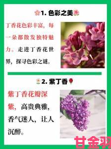 热议|深度解析丁香花高清在线观看完整版三大平台对比实测