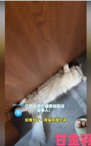 报道|萌猫遇嫩模 夹猫场景引热议