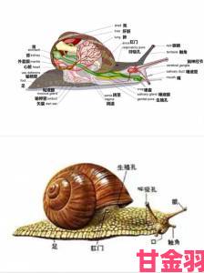 最强蜗牛器官回收全解析与材料介绍