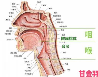 怎么做到整根吞到喉咙技术难点突破与安全防护指南