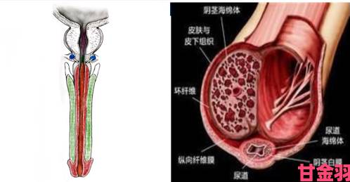 勃起21厘米粗6厘米怎么办这样的尺寸会对生活造成困扰吗