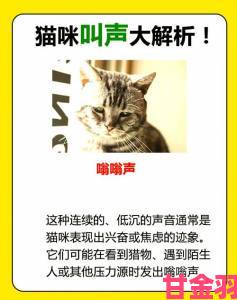 猫咪的呼噜声到底在传达什么情绪你真的听懂了它们的语言吗