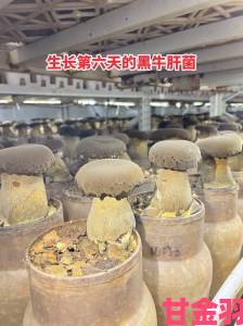 全网疯传的吃瓜爆料黑料蘑菇视频背后竟藏着这些不为人知的内幕