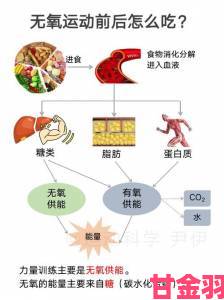 少妇快速增肌饮食搭配训练计划全面实用解析