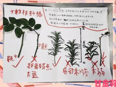 玩家|日本72种扦插方式细节揭秘不同植物适用方法对照表