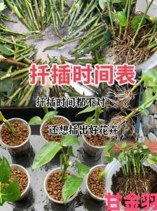 日本72种扦插方式细节揭秘不同植物适用方法对照表