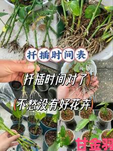 日本72种扦插方式细节揭秘不同植物适用方法对照表