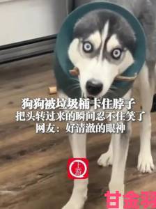 狗为什么能和人卡在一起举报事件引发社会广泛关注