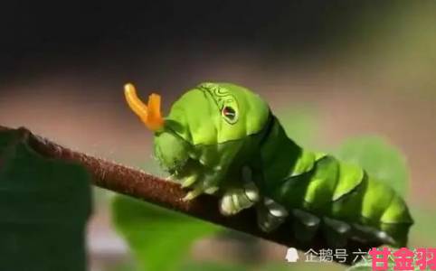 他的舌头探进蜜源毛毛虫说登上热搜生物学家披露震撼生存博弈