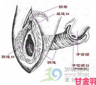 重要|荫蒂添的视频全过程进阶攻略提升体验的核心技巧揭秘