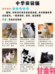 色猫与普通猫有何本质区别养宠新手该如何正确选择