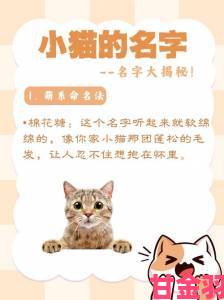 猫咪MV最新地域网名怎么取背后逻辑揭秘地域文化如何融入昵称